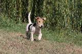 FOX TERRIER 070